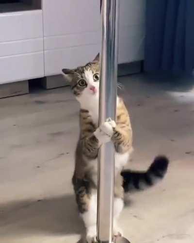 Pole cat