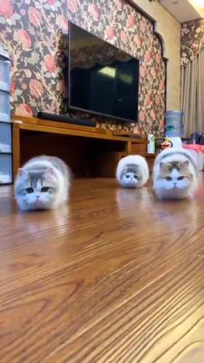 They put the 'cat' in caterpillar .