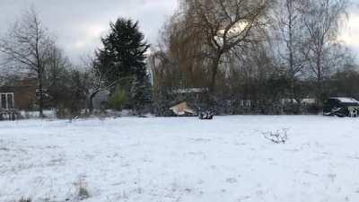 This chicken can fly impressively far