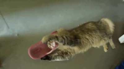 The old shoe attack gone wrong.