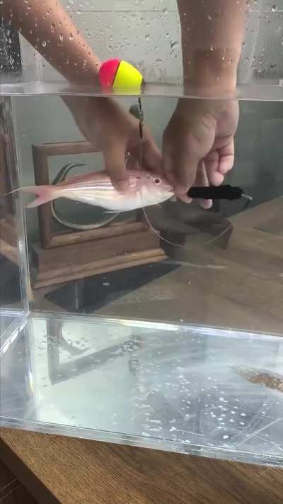 This fish bait that “revives” dead fish