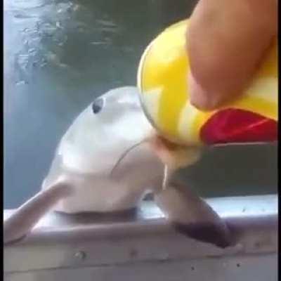 achei o full video do peixe lendario