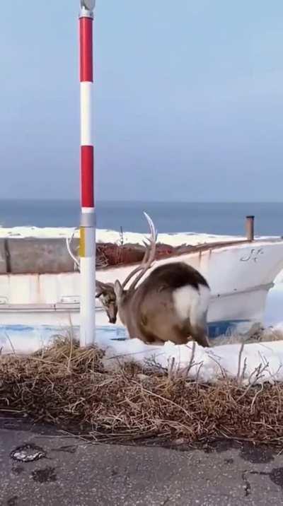 Deer with another deer's head stuck on it antler.