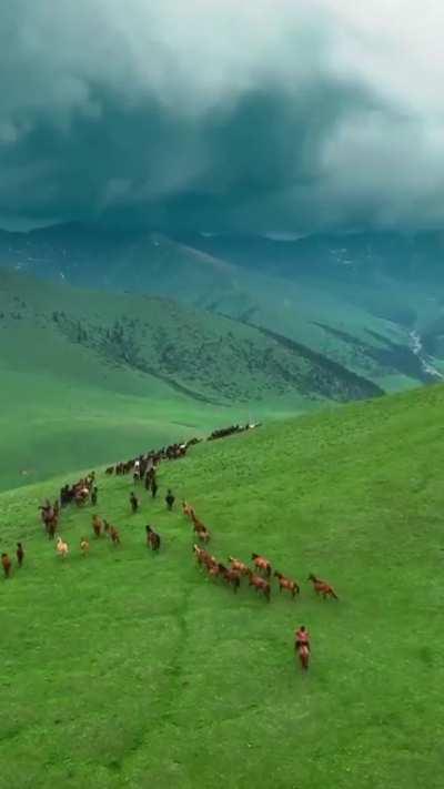 A herd of horses being rounded up in the hills near Almaty, Kazakhstan