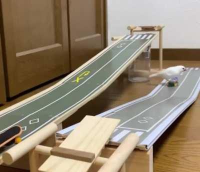 A BiRd NeArLy dIeS wHiLe PeRfOrMiNg A dAnGeRoUs StUnT