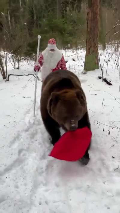 Beary Christmas everyone!