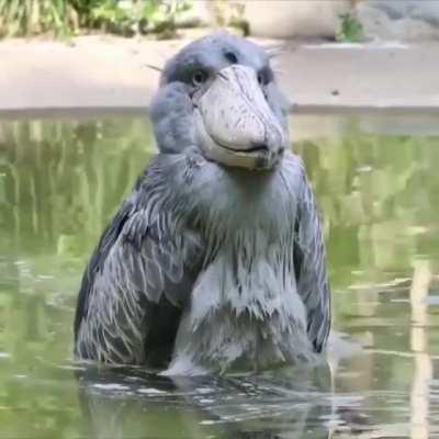 The shoebill looks like an animatron of itself