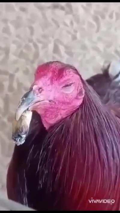 Rooster smoking a doobie