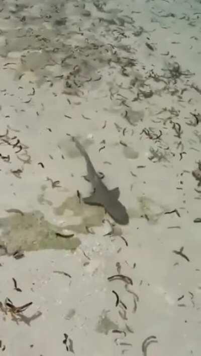 Just keep swimming...