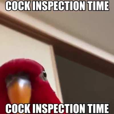 nice cock fam