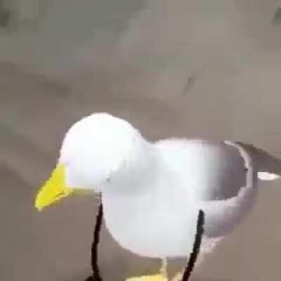 Dancing bird - Allie, Stuns all enemys in a 1 mile distance, Legendary rarity,