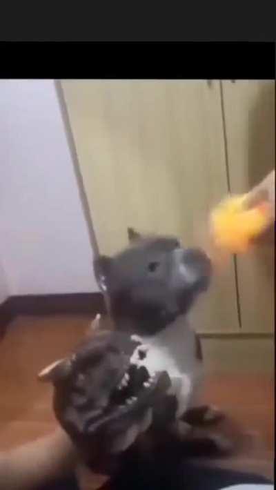 Modo certo de treinar cachorro?