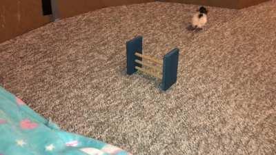 My awesome dwarf rat Butter playing fetch...with a larger ball and a new jump!