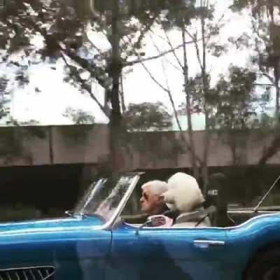 When you swap the wife for the dog