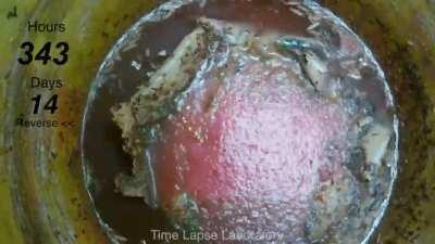 Rotting Watermelon Time Lapse