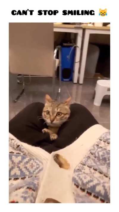 Cutest Cats Ever! 🐾