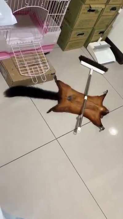 Squirrel fakes an injury LOL