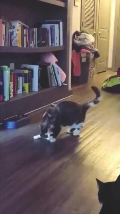 cat.exe has failed to establish a connection and will now close.