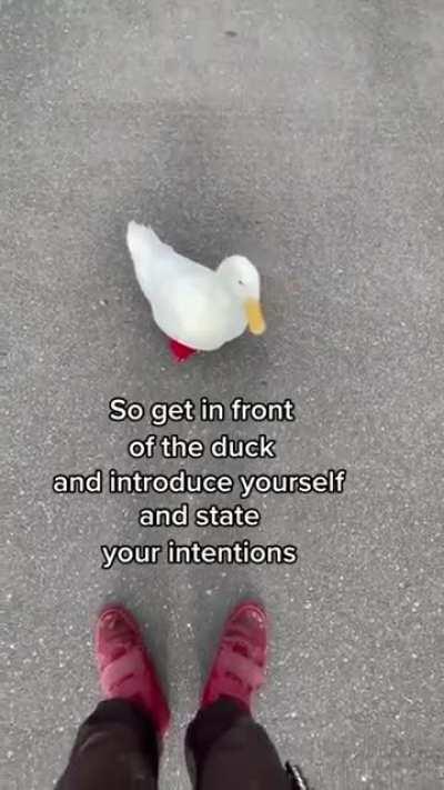 duck rule