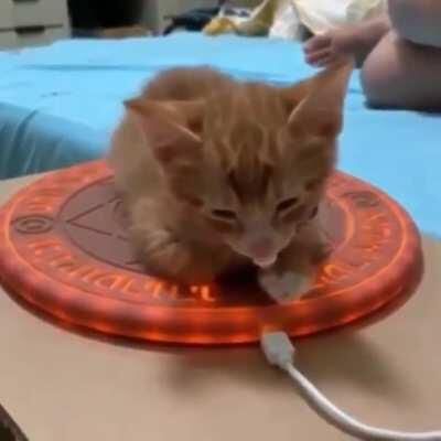 Summoning the powerful kitty spirit