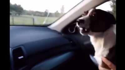 That dog knows what going on