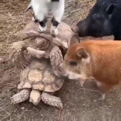 Team cock block to the rescue..