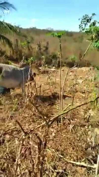 Man get his ass kicked by an ass.