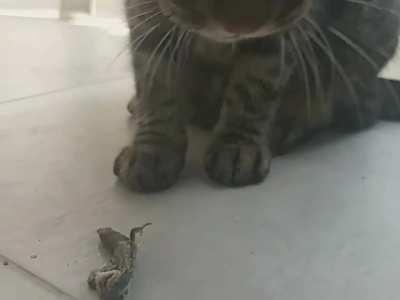 Kedi kertenkeleyi yiyor.