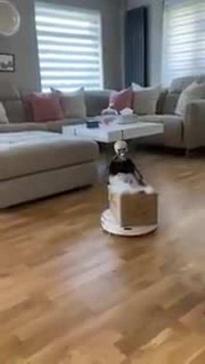 doot! doot! kitteh truck comin' thru!