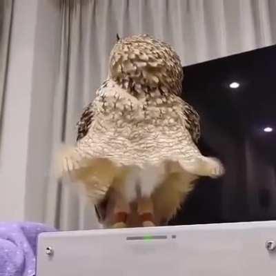 Marilyn Monrowl 🦉😂😂😂