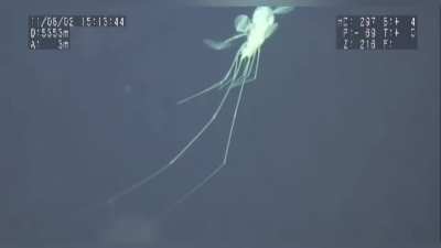 Creature at a Depth of 5353m