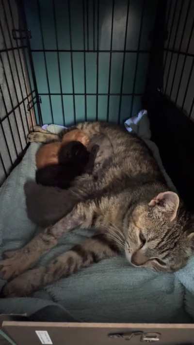 Momma Honey and her one week old babies: Jonesy (orange), Reilly (gray) and Bonnie (black). They were born last May and I kept the whole family.
