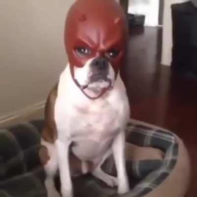 Have you find this amusing ?