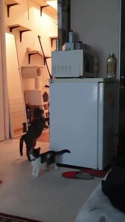 Cat takes down stuck toy so kitten can play with it again