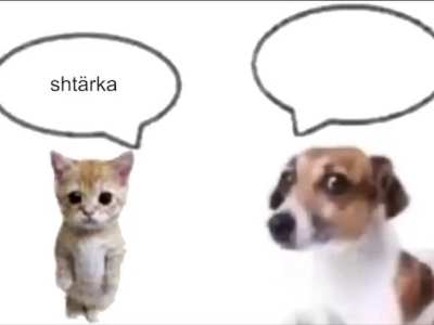 fendt oder steyr?????