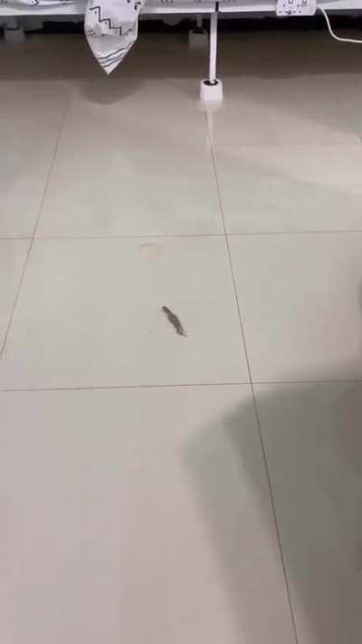 What courses of events has happened for this to become a possible outcome