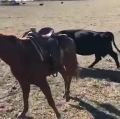 Horse protecting his cowboy during work.
