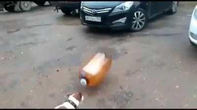 O cachorro deu um mortal