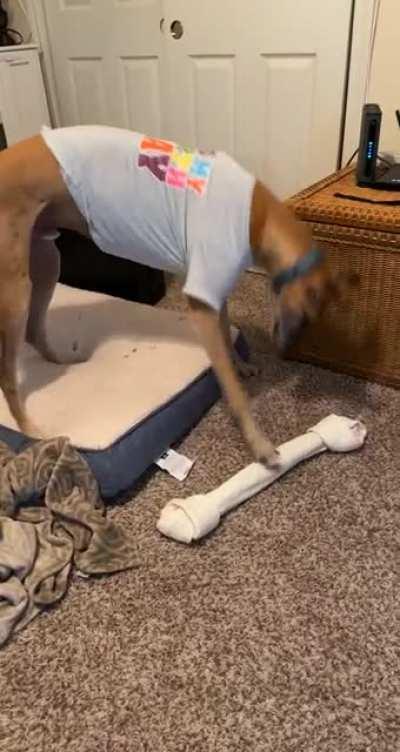 It’s his birthday so we got him the biggest bone we could find…it took him a while to figure out how to grab it😂