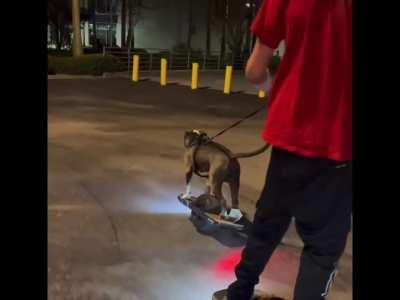Dog learns to use a OneWheel.