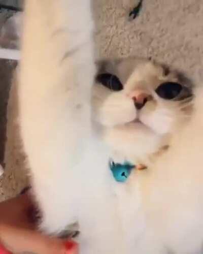 Gatinho pedindo colo