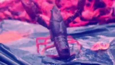 How could this happen?!