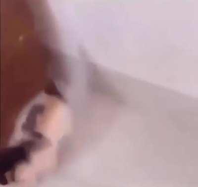 day 14: im going to post until i get the max possible ban, but i dont know what that ban length is. could one of you polite fellows tell me in the comments? <3