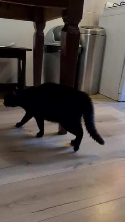 We had a dog over, cat wasn't amused