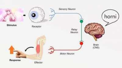 my monke brain likes naked apron
