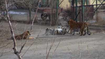 Siberian tiger walks in