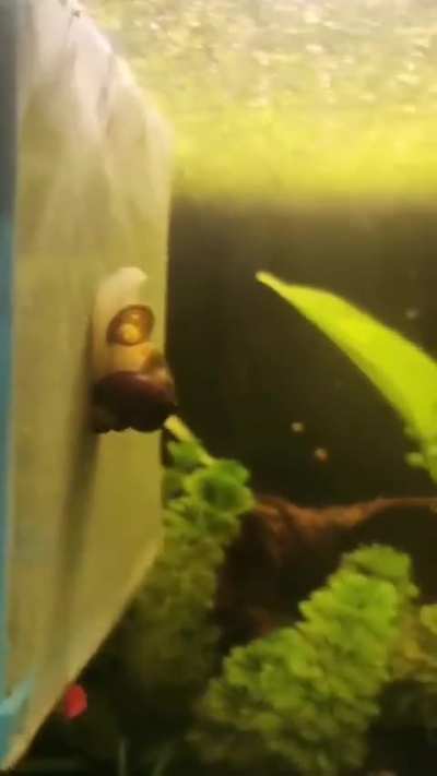 Is this normal behaviour or sickness?