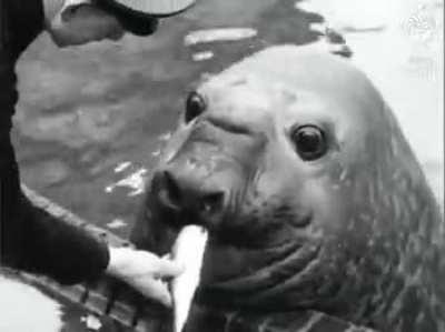 Roland, a 4,000 pound Elephant Seal interacting with his keeper at the Berlin Zoo, circa 1930’s
