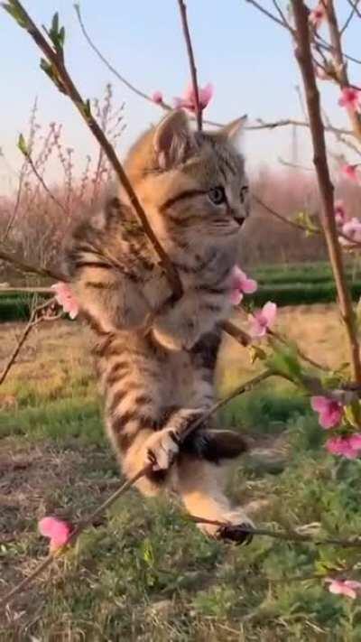 The cat enjoys the wonderful weather