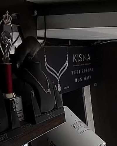 Rat stealing a diamond necklace is captured in a CCTV